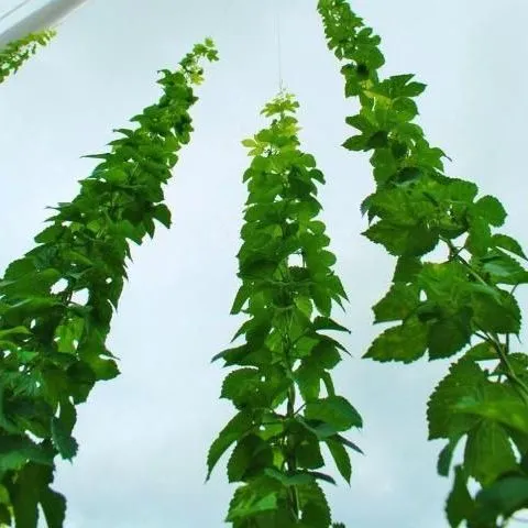 thumbnail for publication: Florida Edible Garden Plants: Hops (Humulus lupulus)